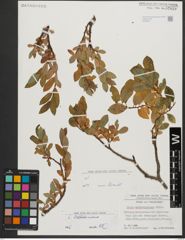 Foto von Salix waldsteiniana Willd.